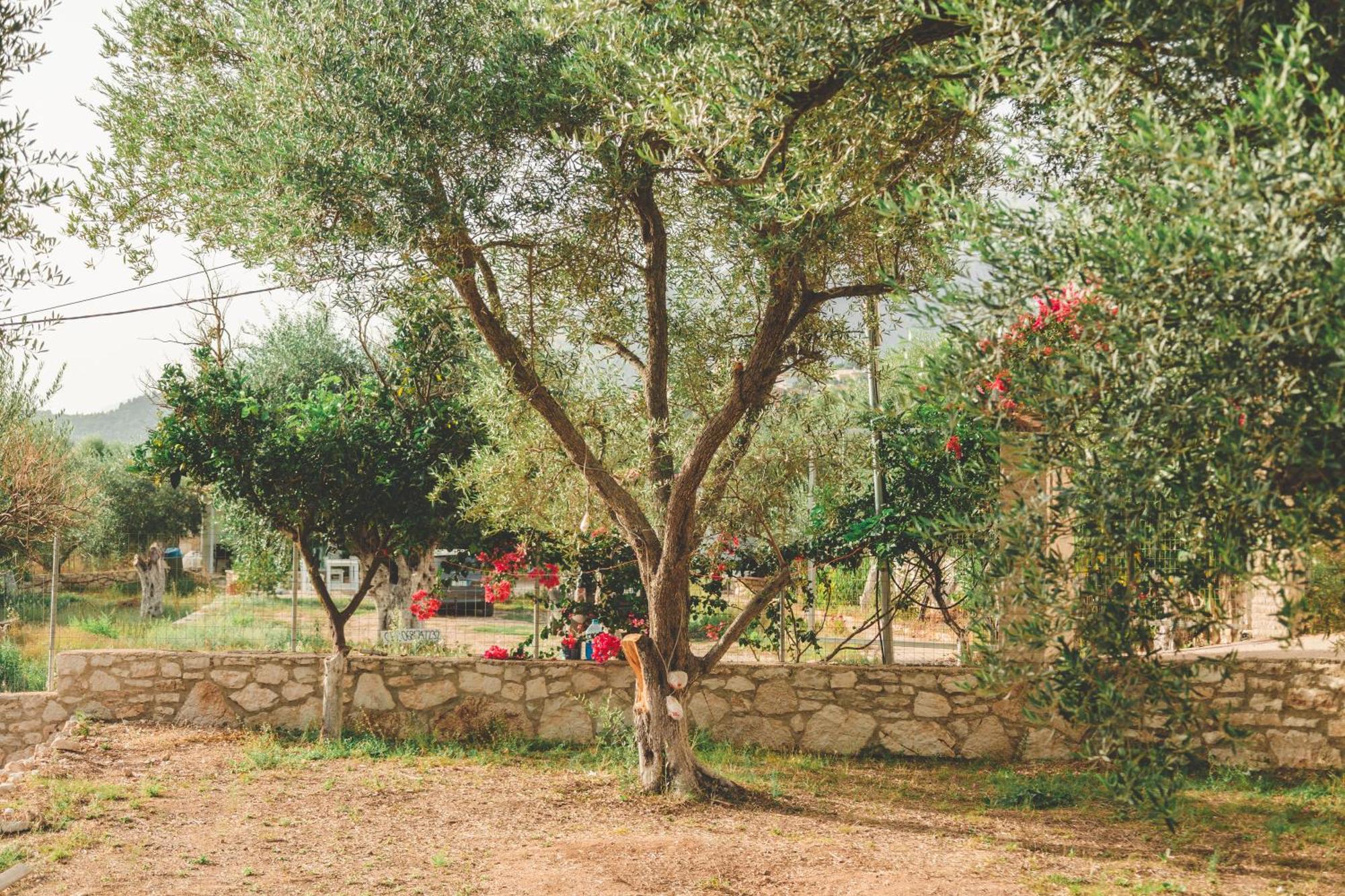 Olive Camping ヒマラ エクステリア 写真