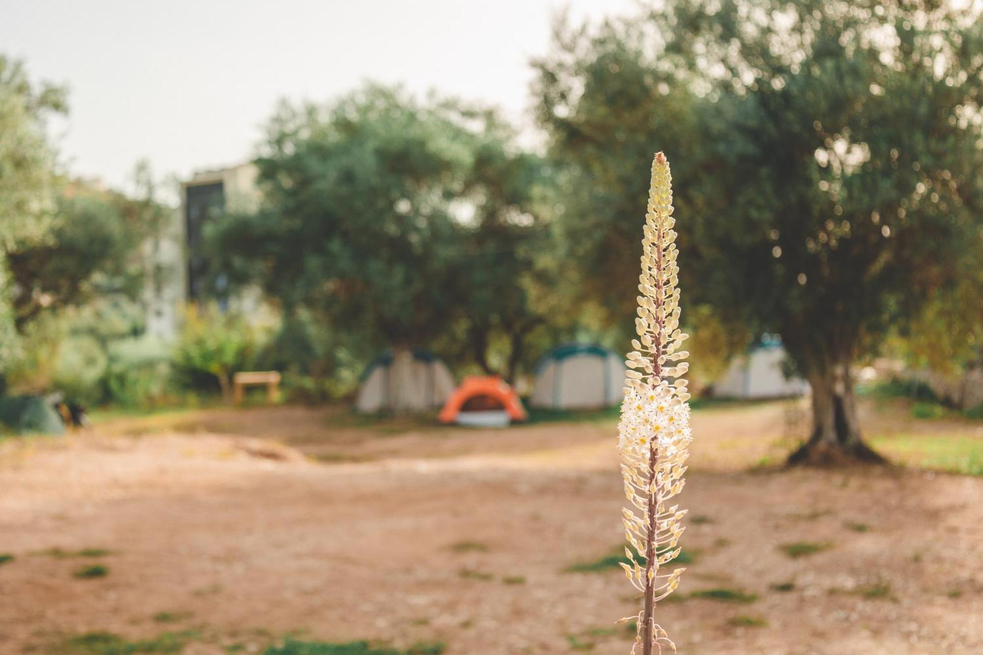 Olive Camping ヒマラ エクステリア 写真